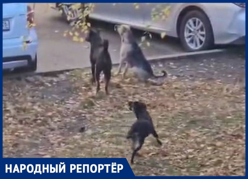 «С семи утра лай и визг»: жителей Ставрополя снова кошмарят бездомные собаки