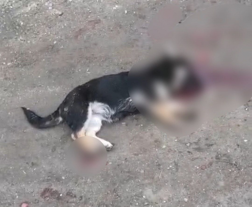 «Газ в пол и поехал на толпу»: мужчина в Кисловодске переехал щенка и избил заступившуюся женщину