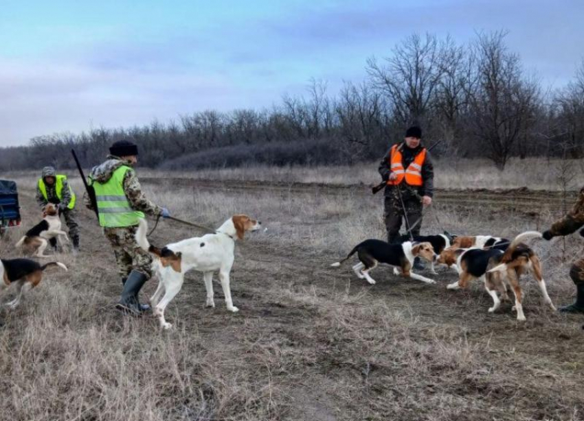 Шакалы продолжают досаждать жителям ставропольских сел 
