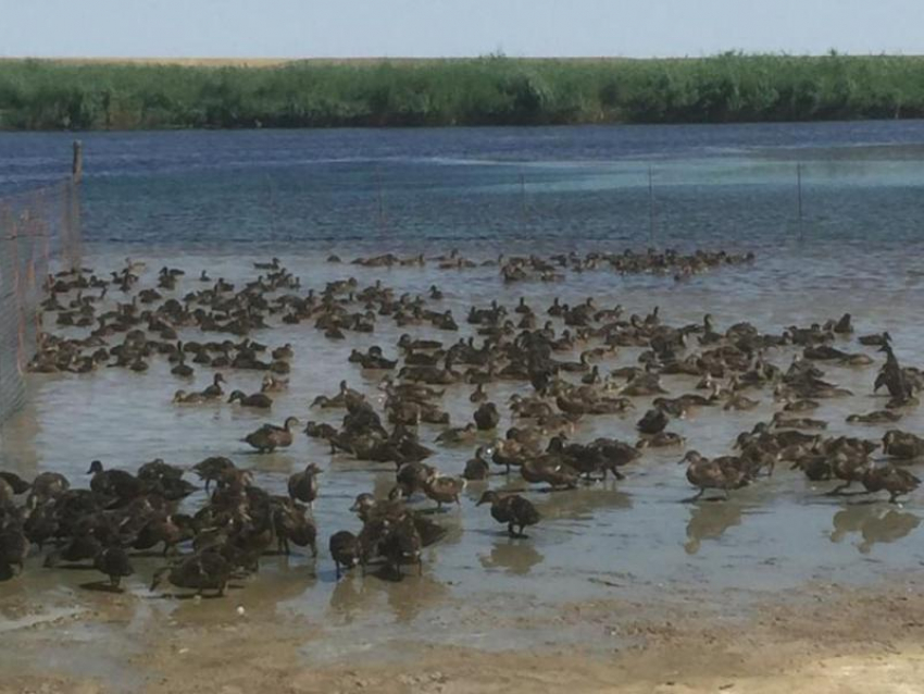Тысячу утят кряквы выпустили в охотничьем хозяйстве на Ставрополье