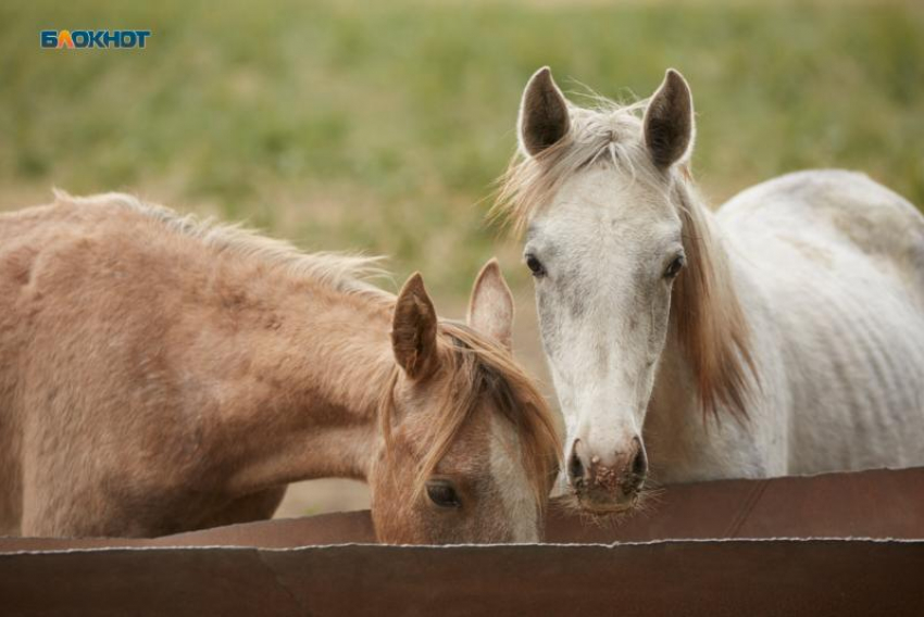 Комитет по защите животных потребовал объяснений от прокуратуры Ставрополья по вывозу лошадей с конефермы 