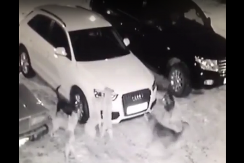 Окружившая автомобиль стая бродячих собак в Железноводске попала на видео