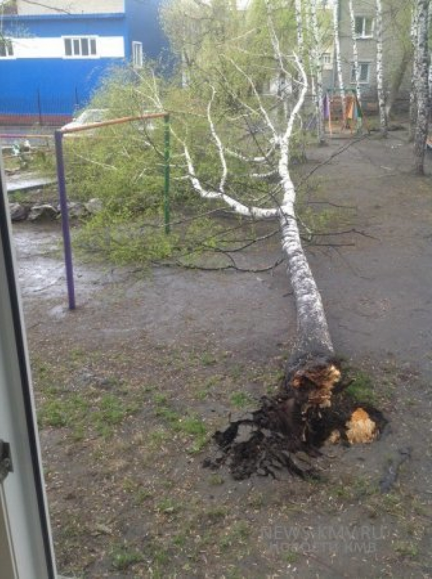 Ураган вырвал березу с корнем в Ессентуках