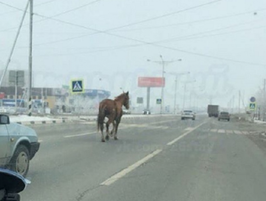 Бежавшую по автодороге в Ставрополе лошадь сравнили с кандидатом в президенты
