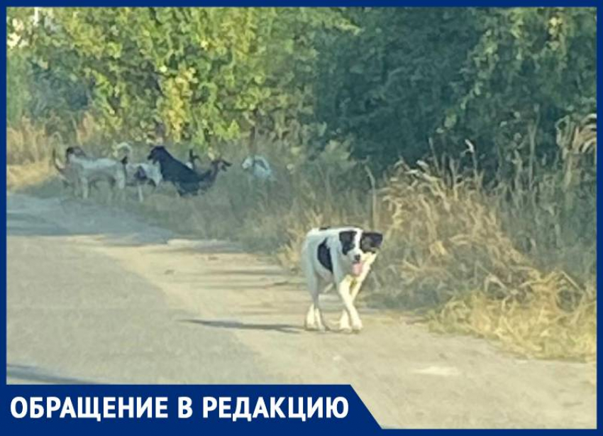 Ставропольцы снова жалуются на стаи бродячих собак 