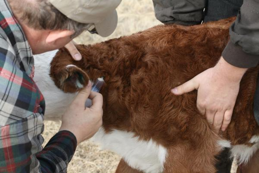 Вакцинацию скота от сибирской язвы провели с опозданием на Ставрополье