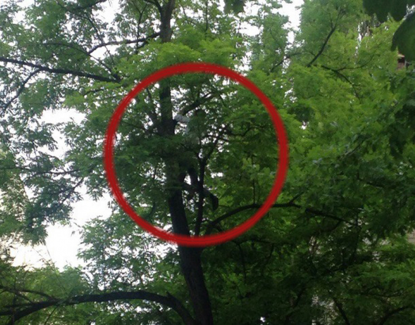  Неуклюжая попытка снять котенка с высокого дерева в Ставрополе закончилась его падением на асфальт и попала на видео