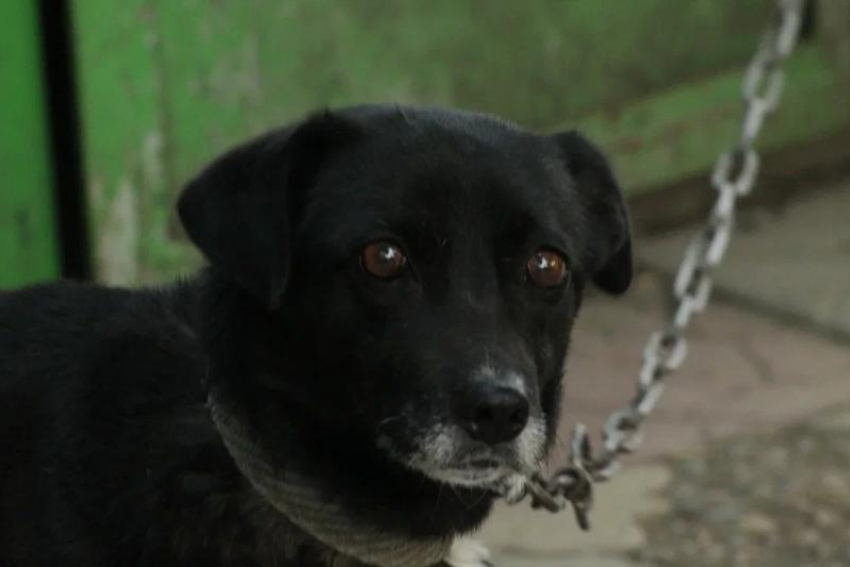 Власти Ставрополя опубликовали список запрещенных локаций для возврата бездомных собак после отлова 