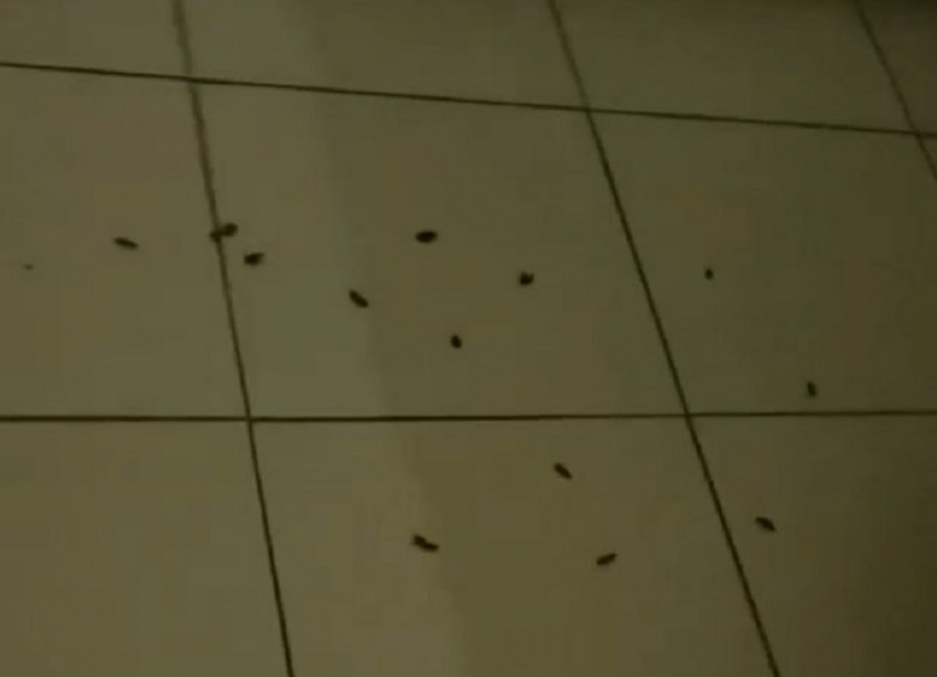 Пациенты горбольницы №4 Ставрополя пожаловались на тараканов в палатах