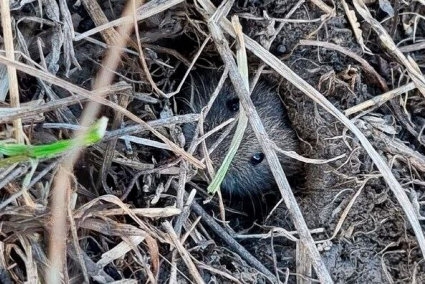 Посевы Ставрополья могут оказаться под угрозой из-за мышевидных грызунов