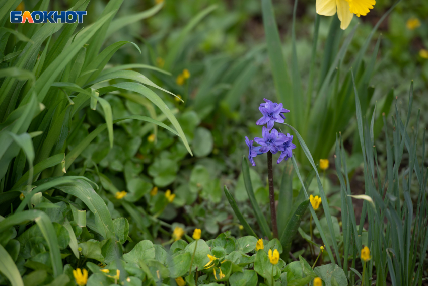 Без осадков и с потеплением: что ждать ставропольцам от погоды 21 апреля 