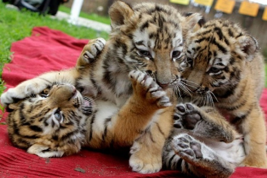 В зоопарке Ессентуков родились четыре тигренка