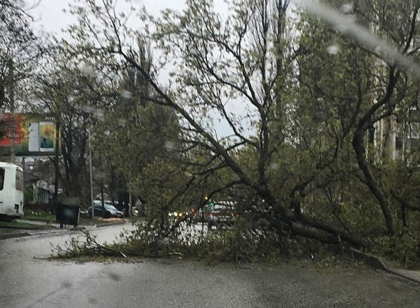 Дерево обвалилось на дорогу в центре Ставрополя