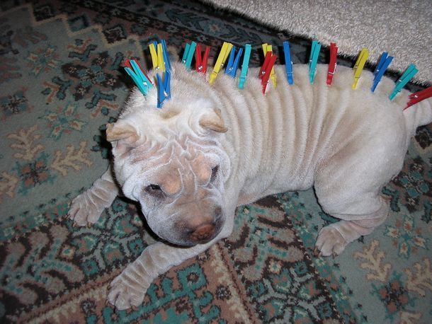       Shar Pei -  -           