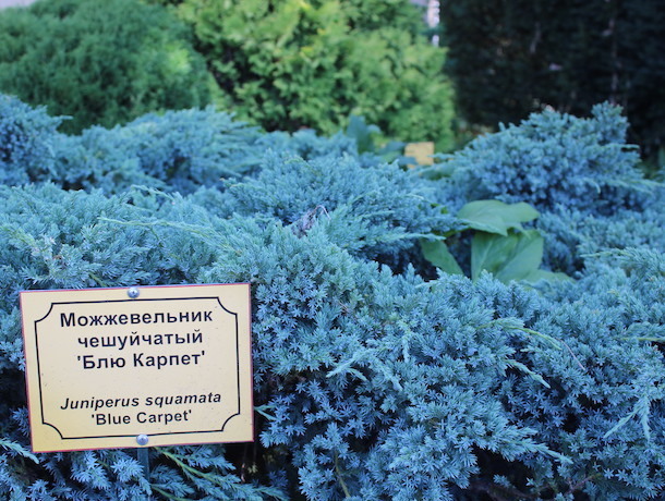 Ботанический сад в Ставрополе