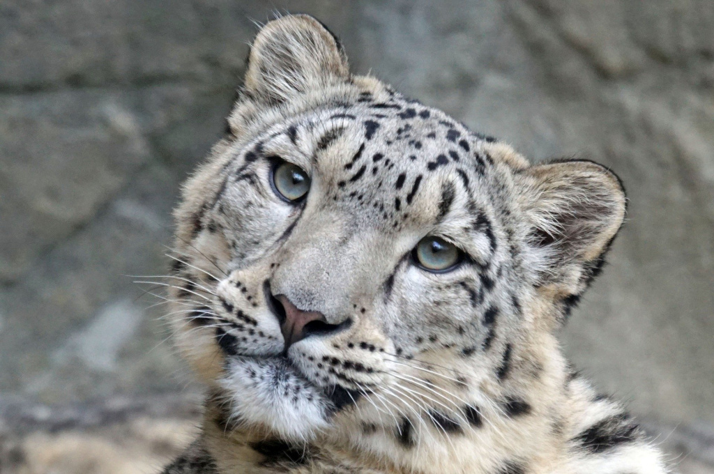 snow-leopard-1990543_1920.jpg