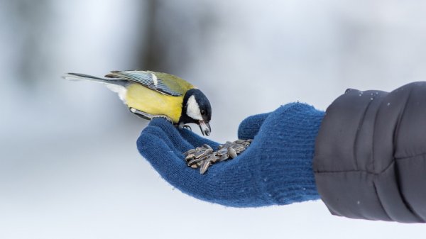 depositphotos_63989689-stock-photo-tit-eats-sunflower-seeds-from.jpg