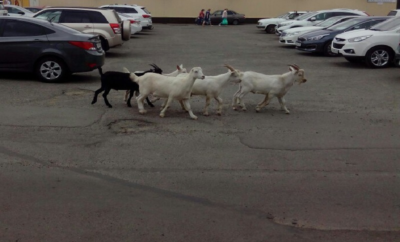 Фото Оксана Акименко 